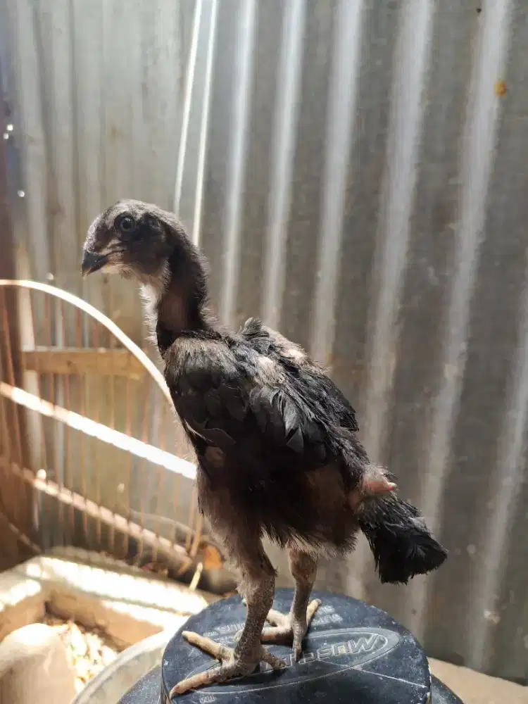 anakan ayam koytrat