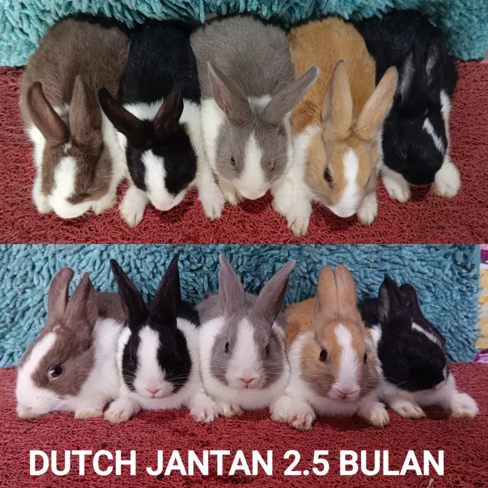Anakan Kelinci Dutch usia 2.5 bulan bulan lebih
