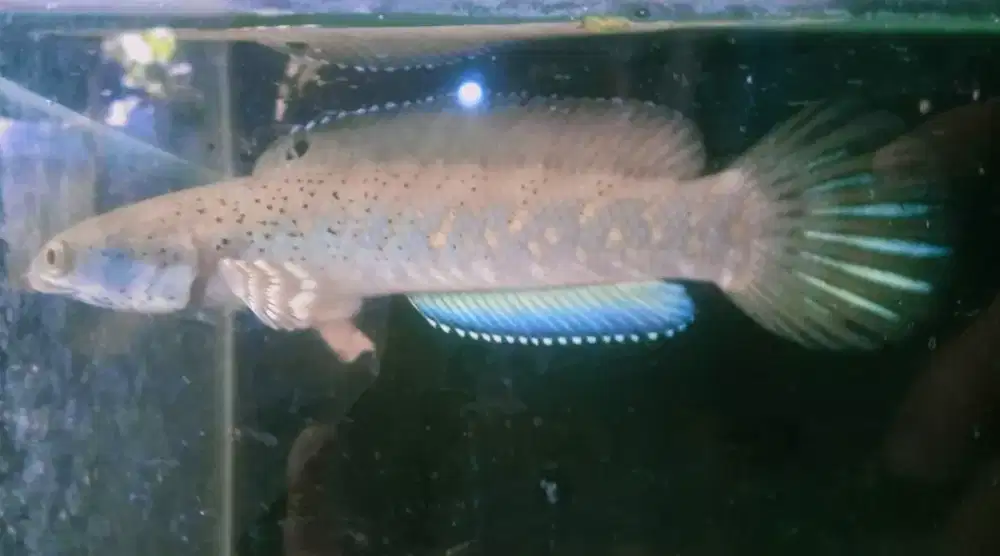 chana blue pulchra size 14/15 cm