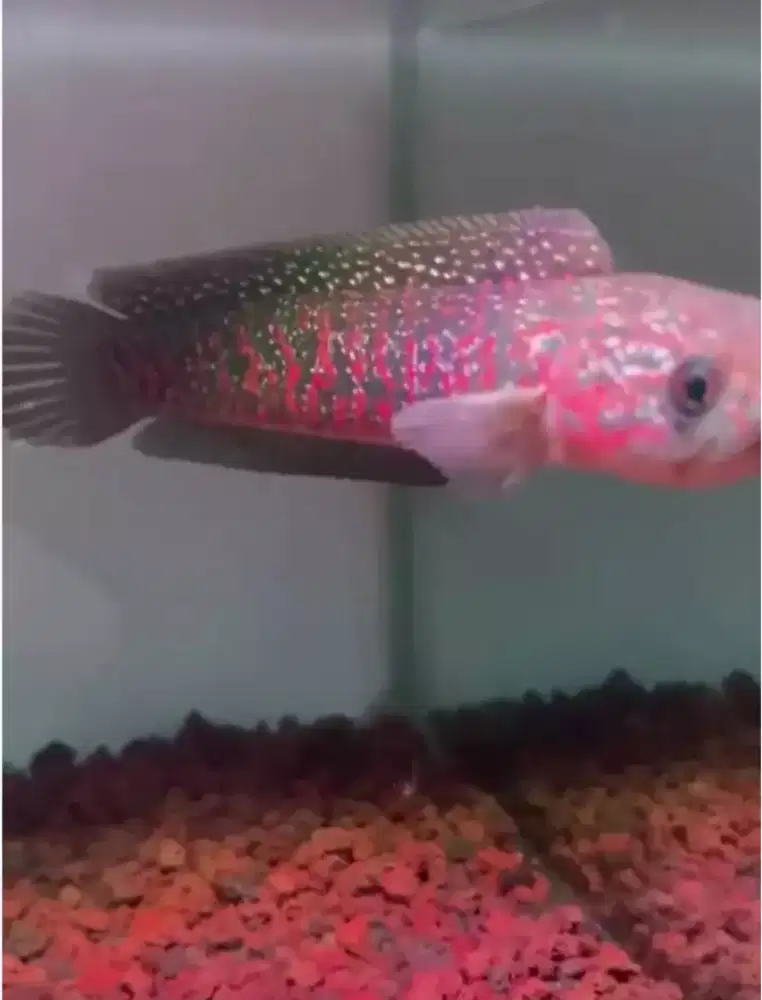 chana Asiatika Red super size 15 cm