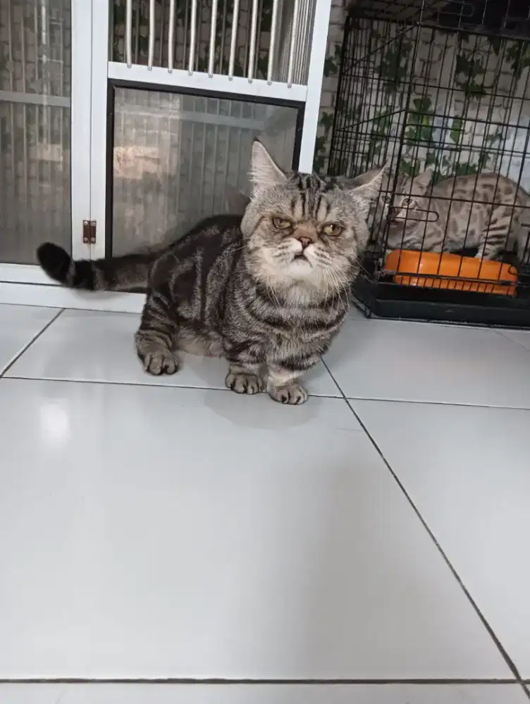 Kucing munckin pejantan
