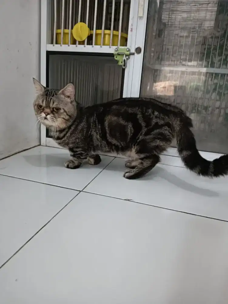 Kucing munckin pejantan