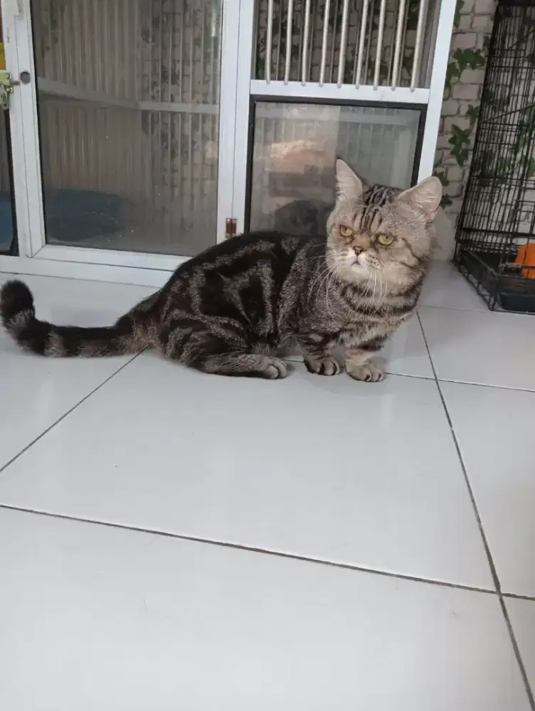 Kucing munckin pejantan