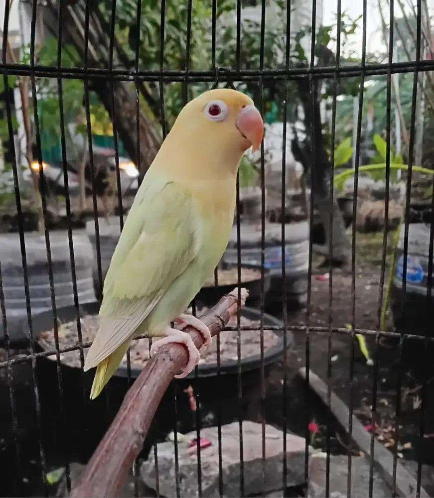 Lovebird Biola pb pf