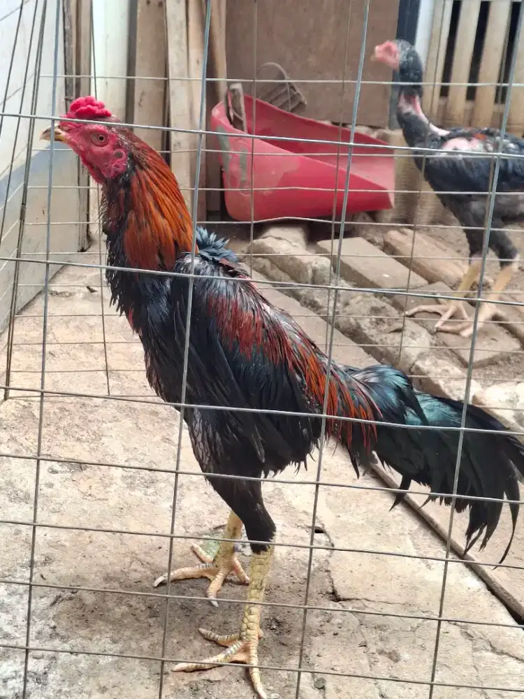 Di Jual Ayam Koyngon 8 bln