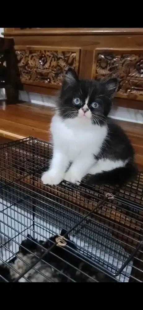 KITTEN PERSIA MEDIUM BETINA — HITAM PUTIH SUPER IMUT!