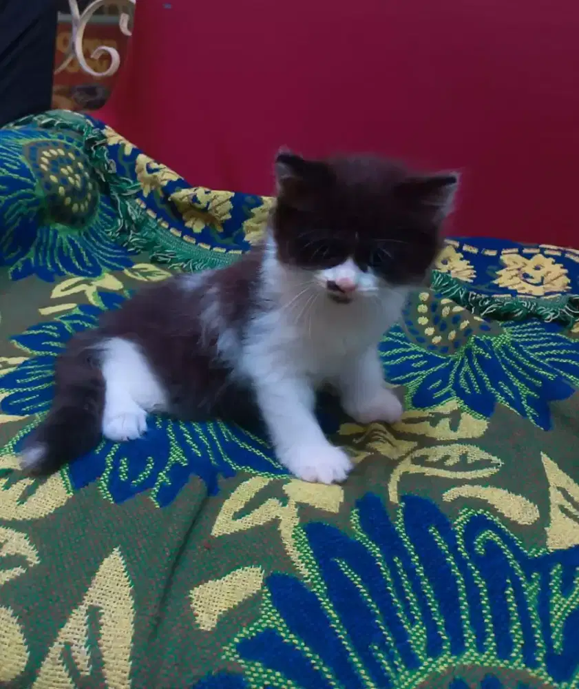 Kitten munckin ns betina