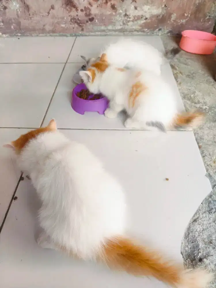 Open adopsi ambil semua nya a6 ajha betina 2 jantan 1 umur 2 bulan
