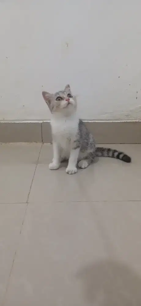 Kucing British Shorthair BSH