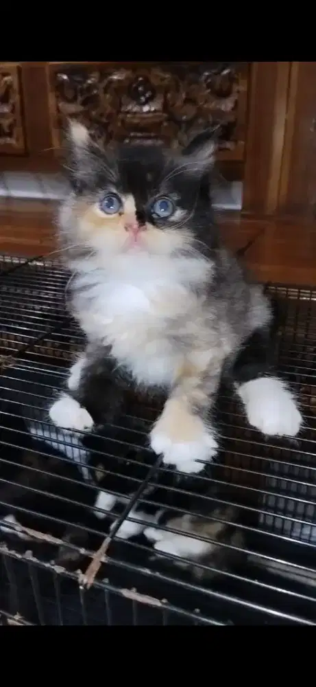 KITTEN PERSIA MEDIUM BETINA — DARK TORTIE SUPER IMUT!