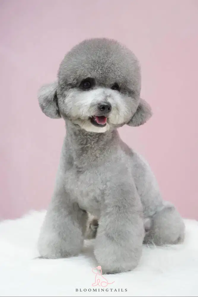 Dicari Pegawai GROOMING Anjing kecil (khusus wanita) lokasi Pluit