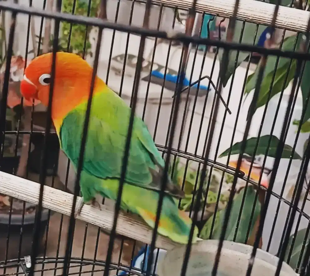 Love bird lovebird biola
