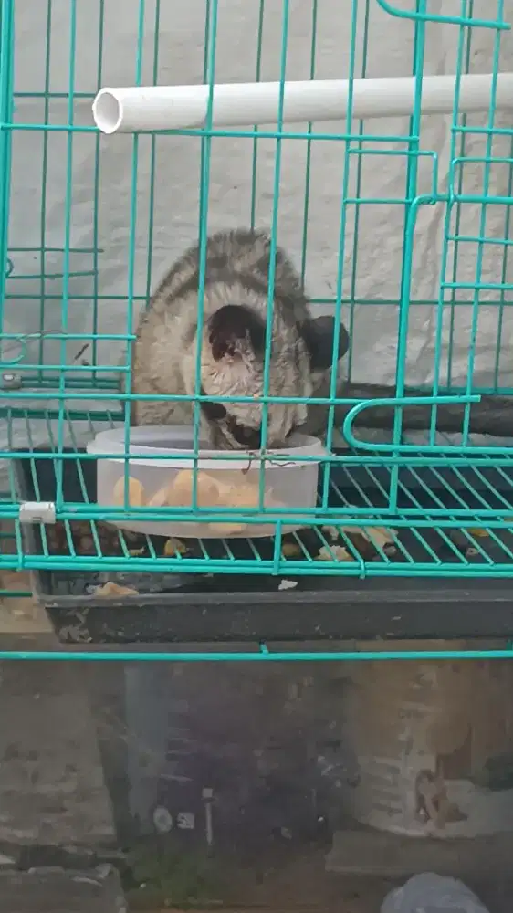 Musang Dewasa plus kandang