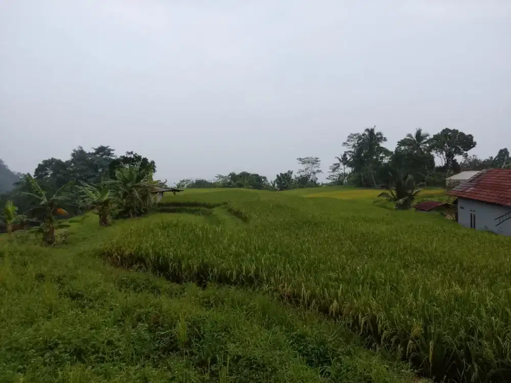 INVESTASI LANGKA ! TANAH KEBUN VIEW CURUG DI SUKAMAKMUR