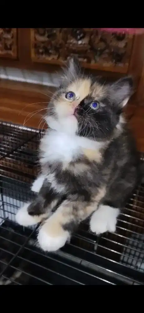 KITTEN PERSIA MEDIUM BETINA— DARK TORTIE SUPER IMUT!