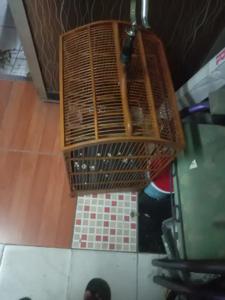Kandang burung no 2 dan bulet