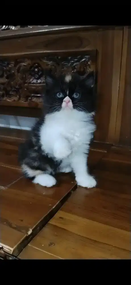 KITTEN PERSIA MEDIUM BETINA— DARK TORTIE SUPER IMUT!
