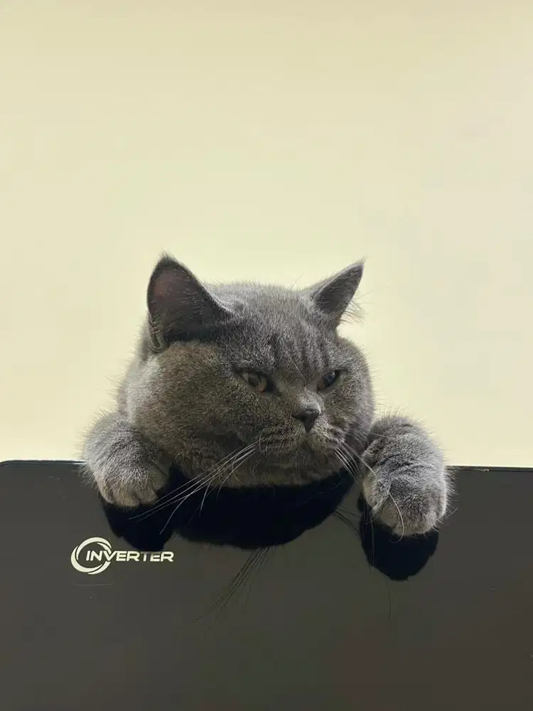 British shorthair pedigree WCF