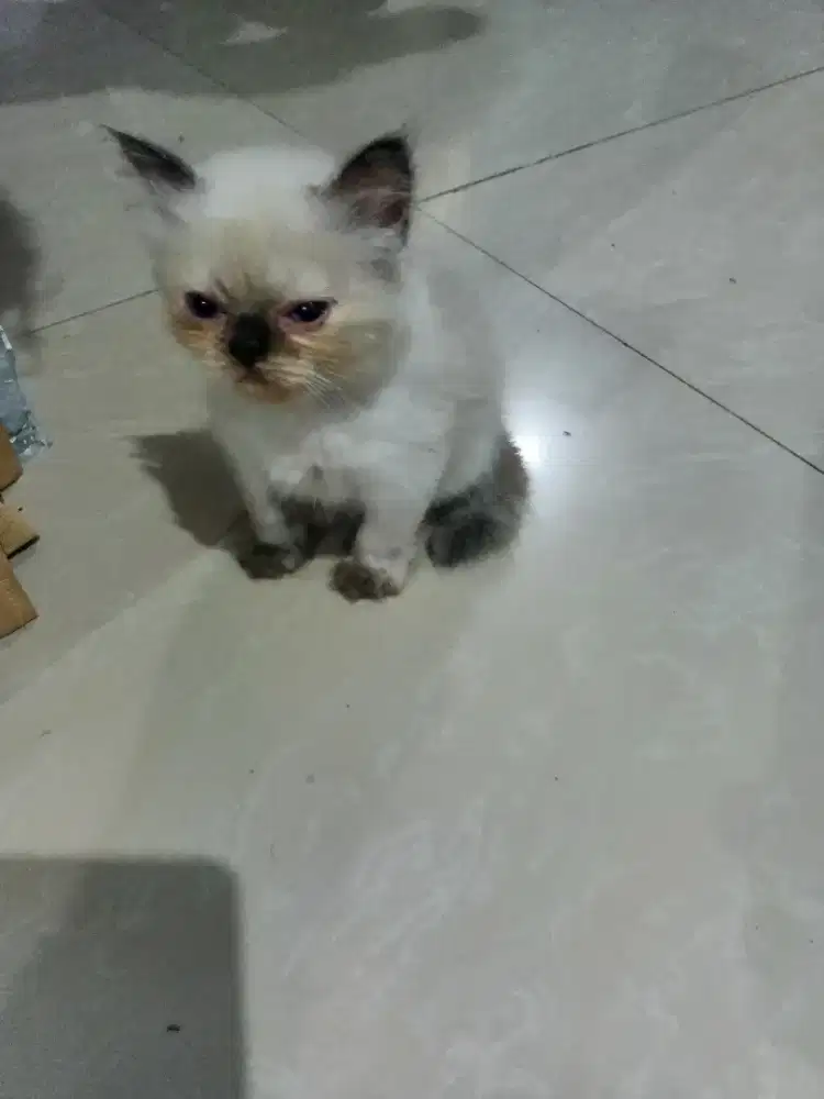 kitten persia angora blm 2 bulan a6