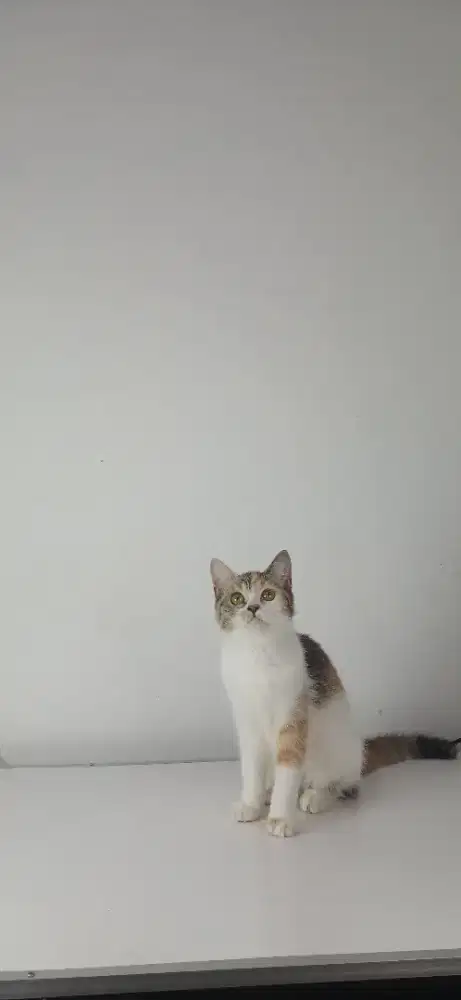 Kucing British Shorthair BSH