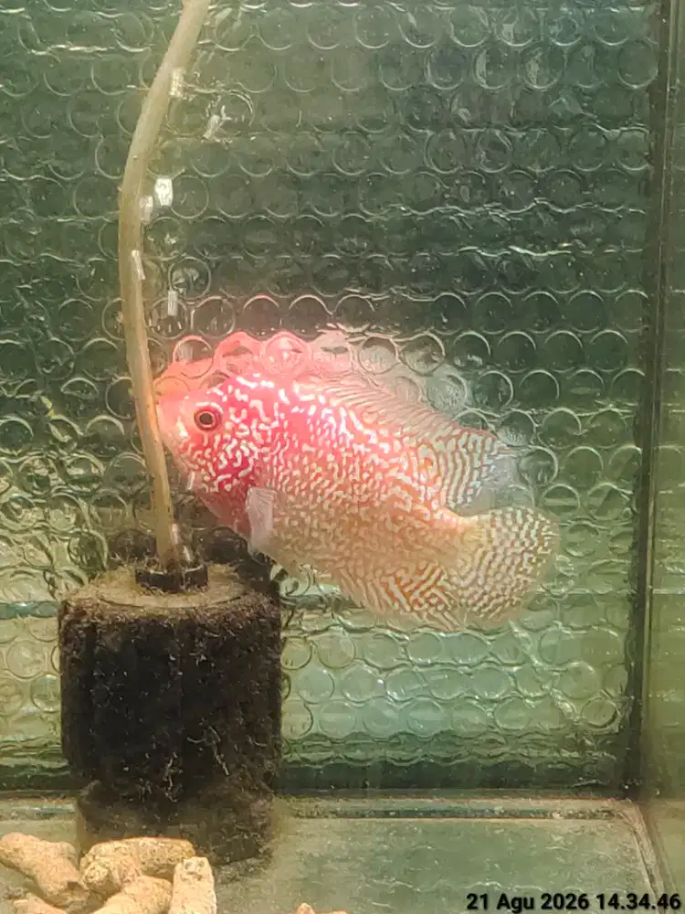 ikan lohan gb cencu betina 10cm
