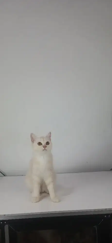 Kucing British Shorthair