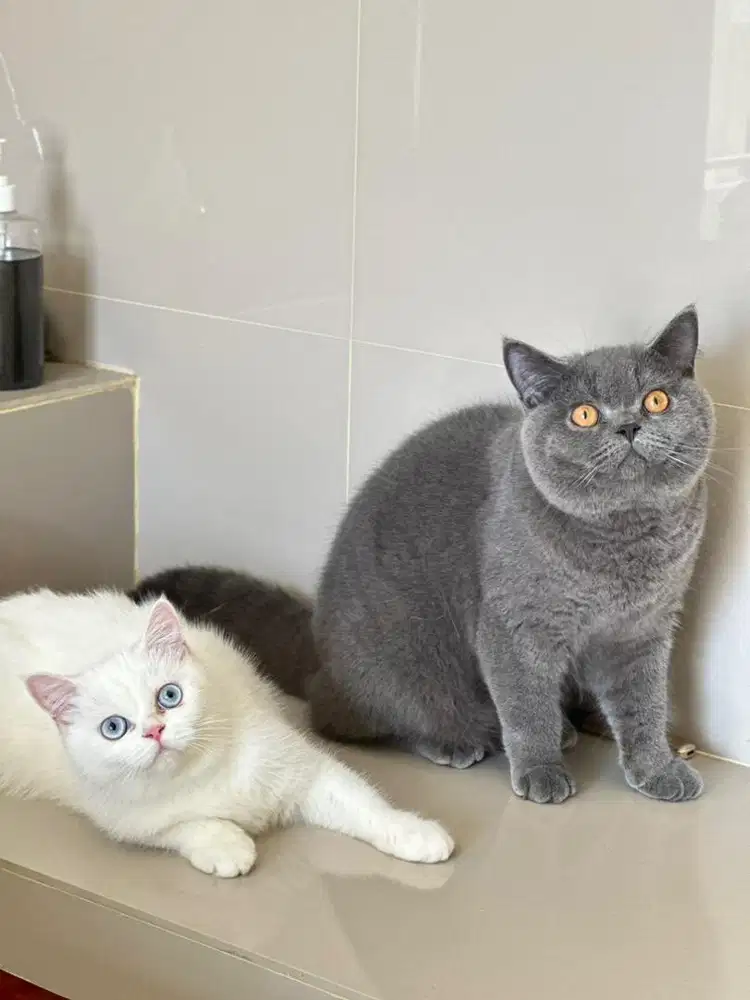 British Shorthair jantan Pedigree wcf