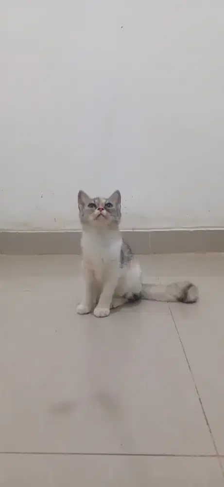 Kucing British Short Hair
