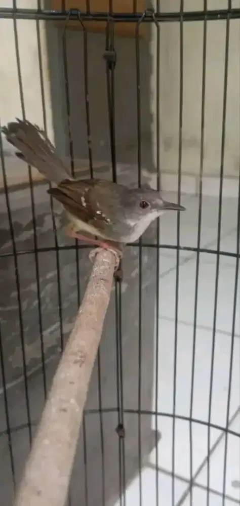 Burung ciblek jantan muda purtotal BURJA