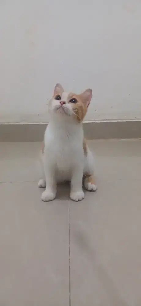 Kucing British Shorthair BSH