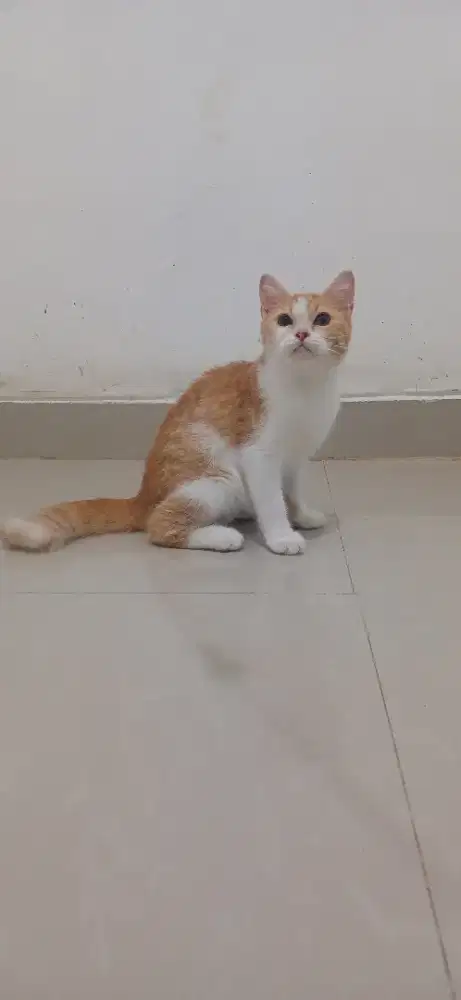 Kucing British Shorthair BSH