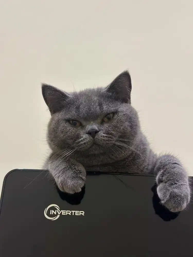 British shorthair pedigree wcf