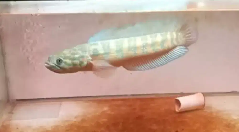 chana Asiatika rs x ws size 25 cm