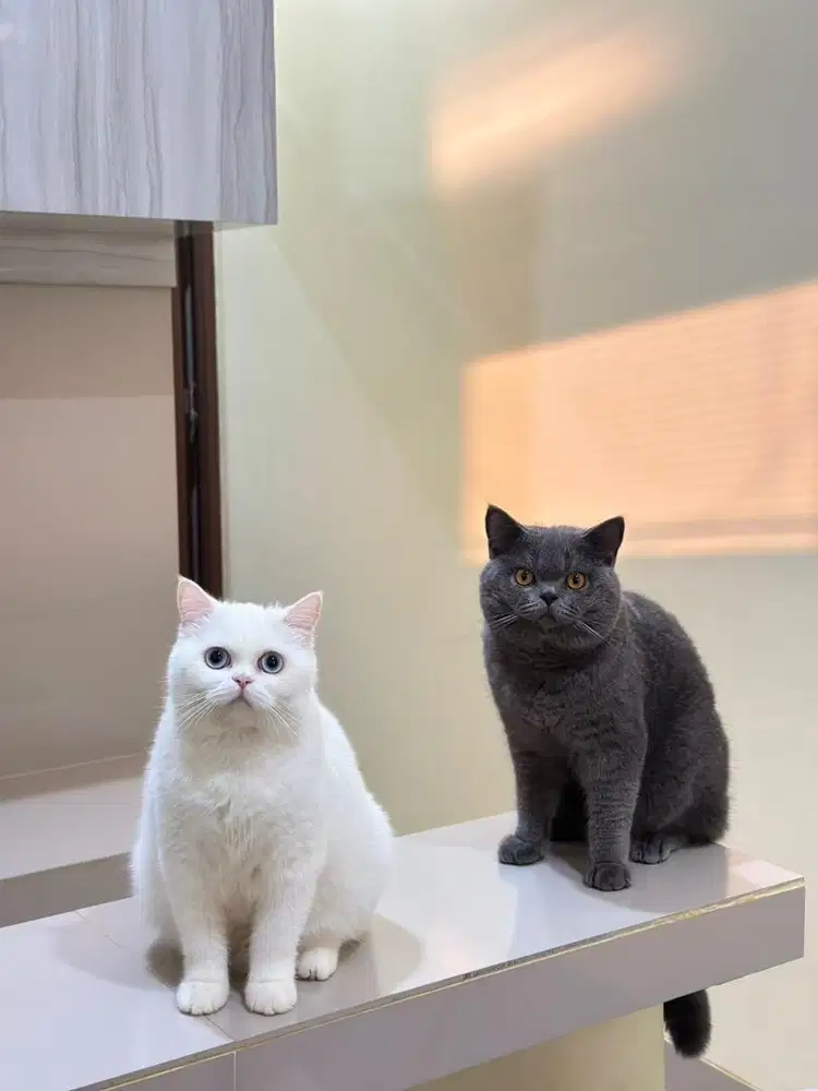 British shorthair jantan ped wcf