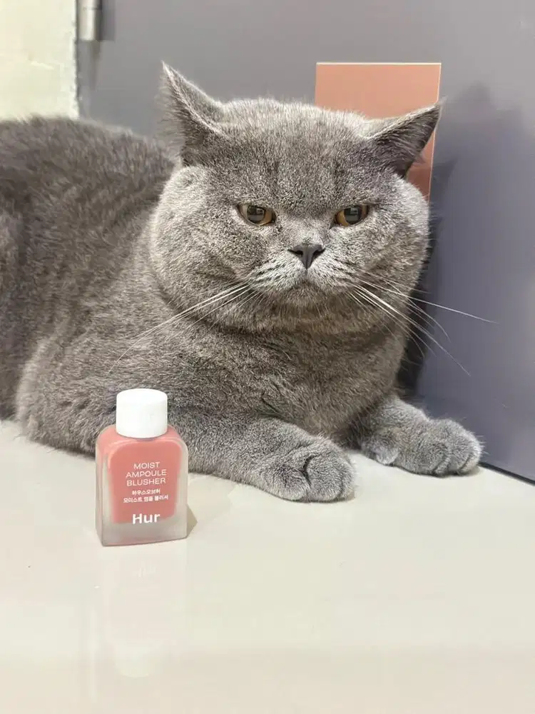 British shorthair jantan ped wcf