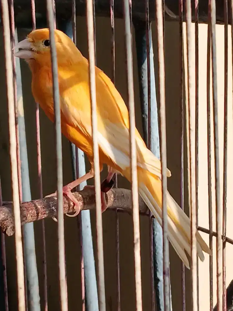 Di jual Kenari loper
