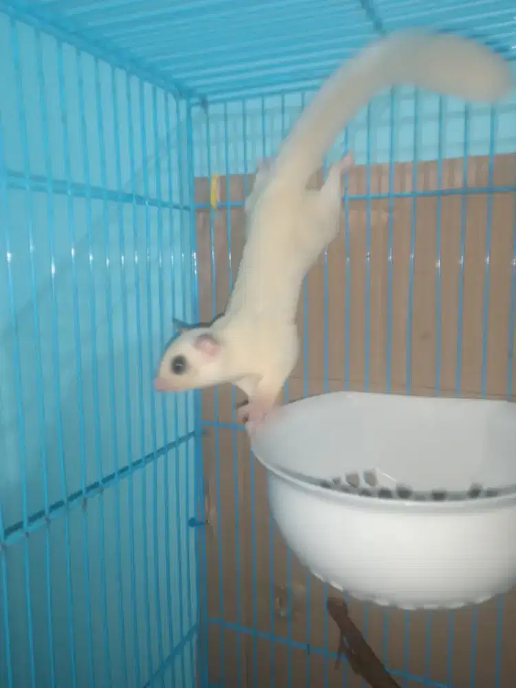 SUGAR GLIDER WHITE MOZA JANTAN 4 BULAN
