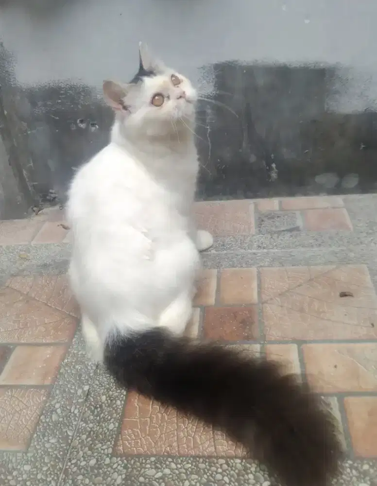 Persia flatnose betina