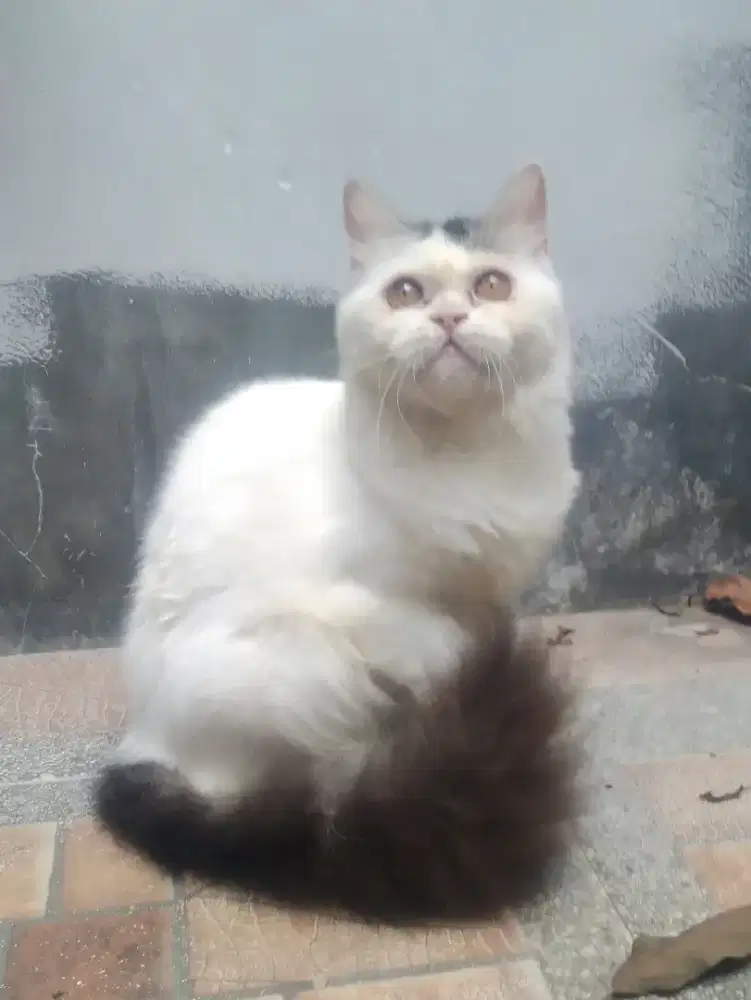 Persia flatnose betina