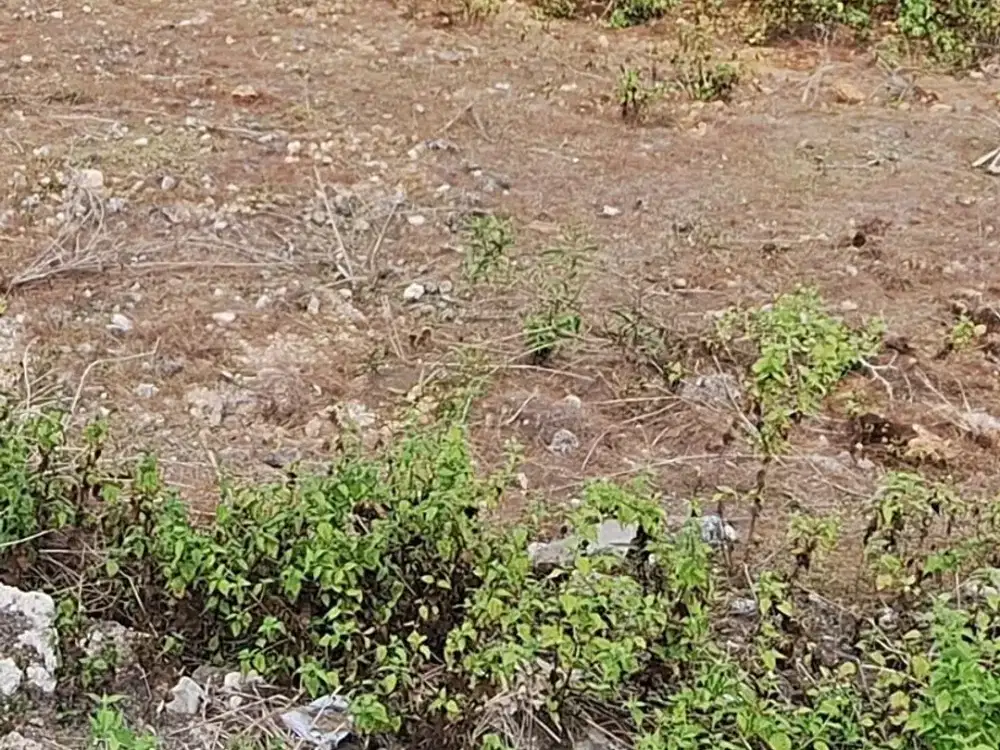 Murah Banget Jual Lahan Kavling di Renon Bali Siap Bangun