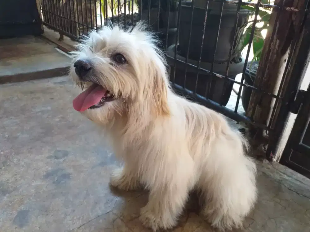 Maltese betina remaja kualitas bagus