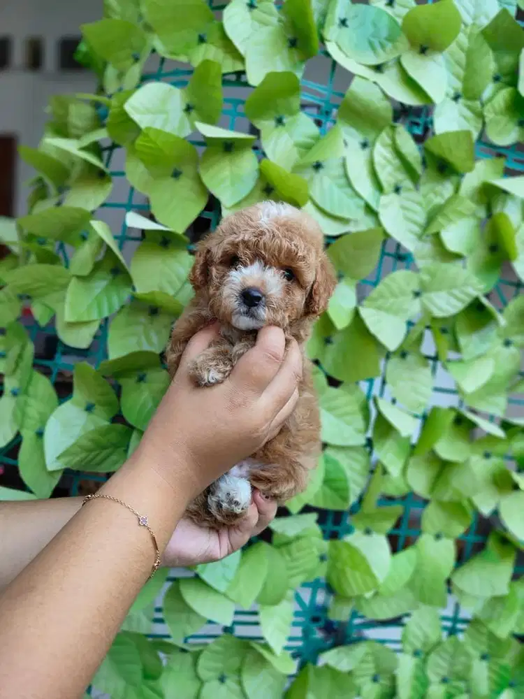 Red Toy Poodle cute Good quality