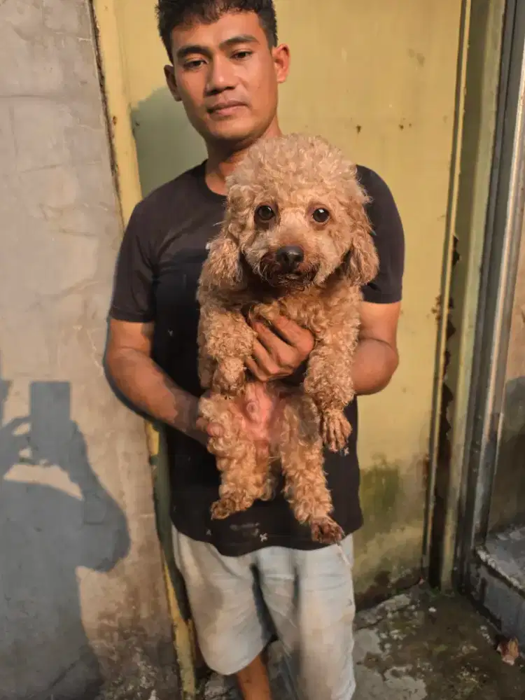 Poodle jantan stb