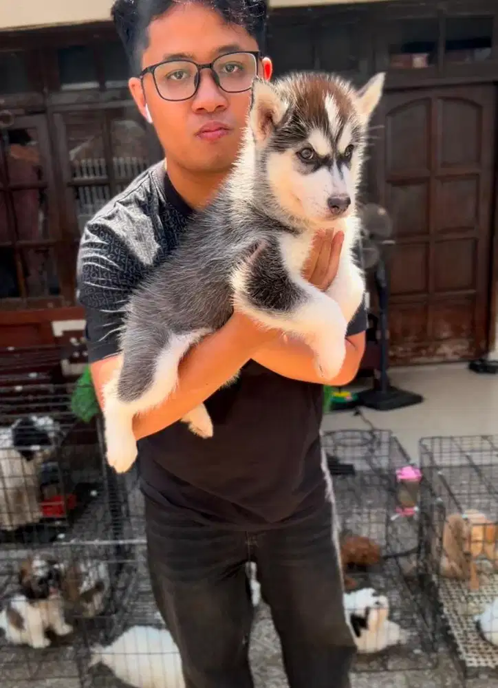Jual anjing husky asli 100% (bigbone)
