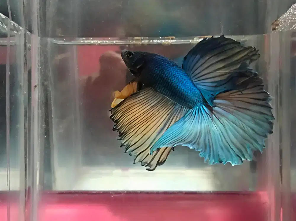 IKAN CUPANG PELIHARAAN