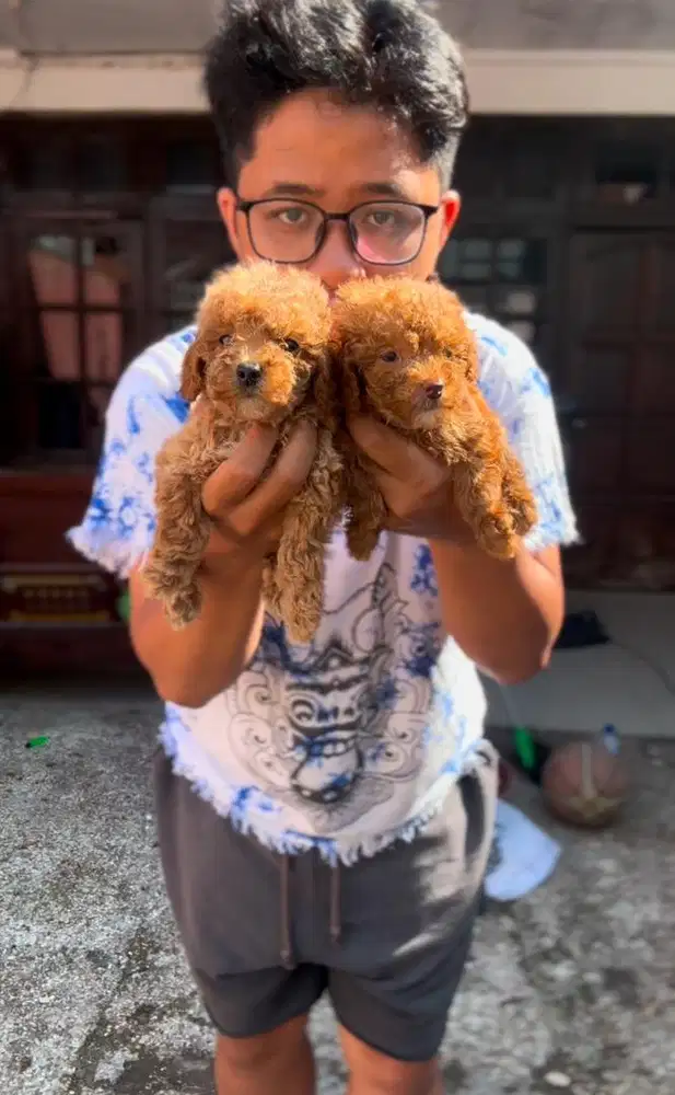 Jual anjing tiny poodle asli 100%