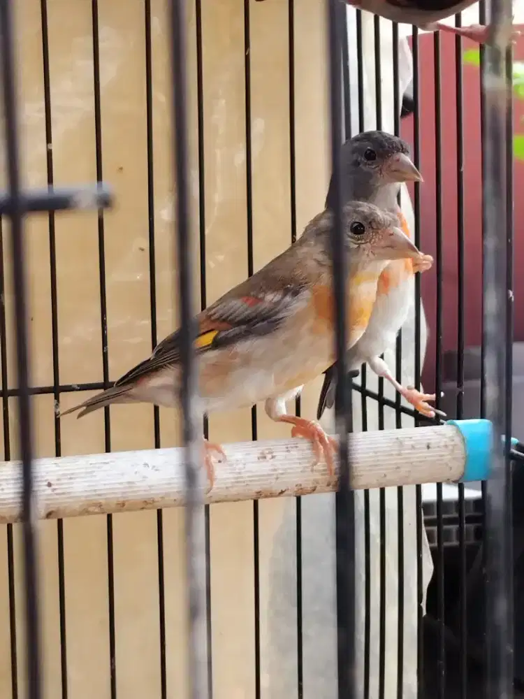 Yg mau breeding Red Siskin