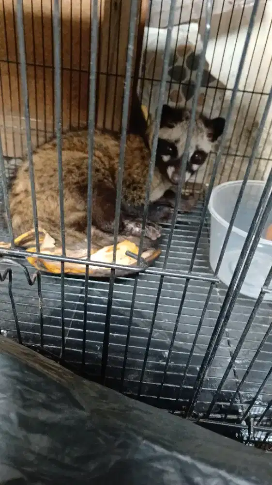 Jual Murah Musang (Wild Caught)