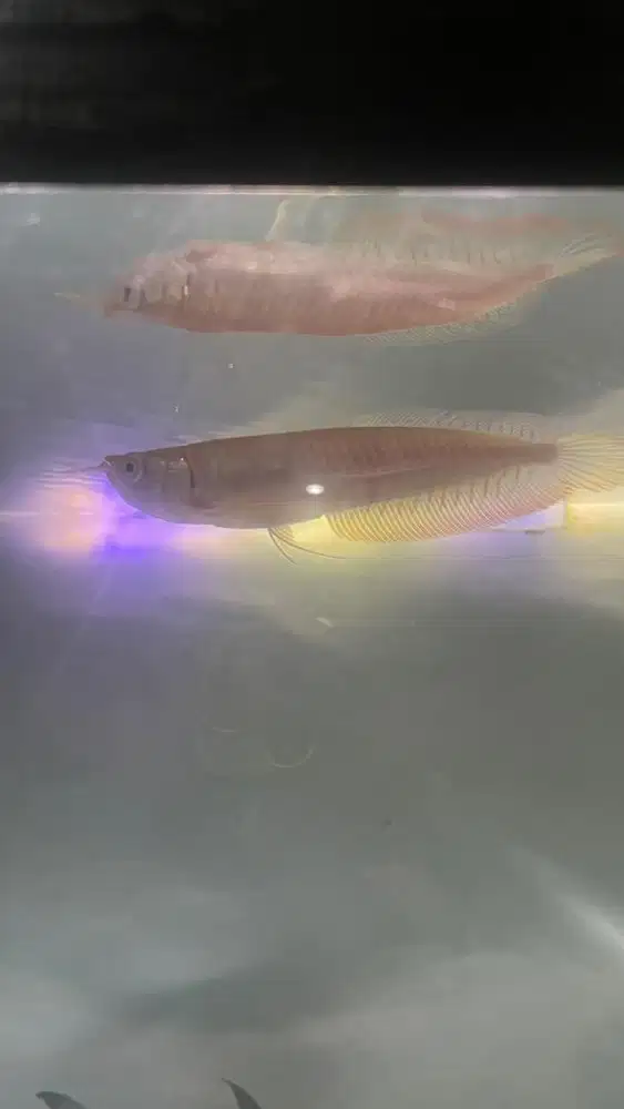 arwana silver albino