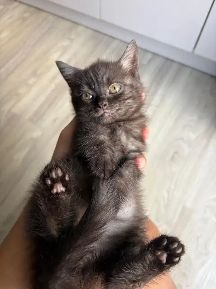 kucing bsh black